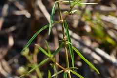 Scleromitrion brachypodum