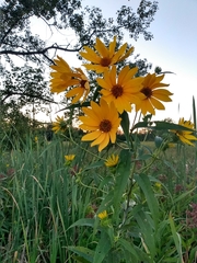 Helianthus grosseserratus