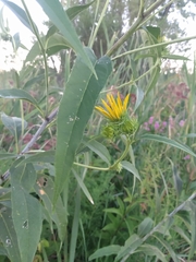 Helianthus grosseserratus