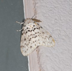 Lymantria pelospila