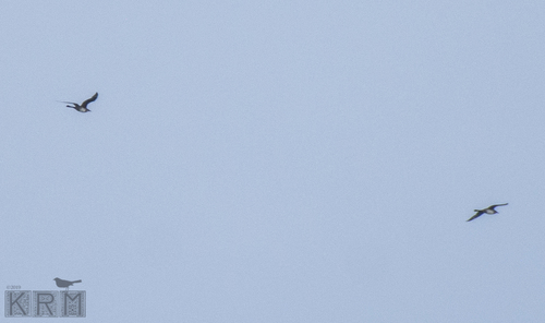 Stercorariidae image