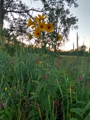 Helianthus grosseserratus