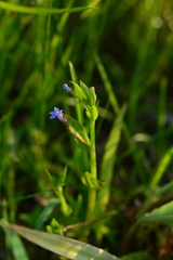 Lobelia alsinoides
