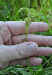 Rumex hastatulus