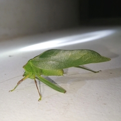 Steirodon bilobatum
