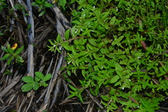 Limnophila aromatica
