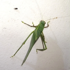Steirodon bilobatum