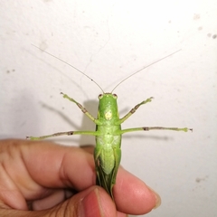 Steirodon bilobatum