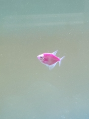 Gymnocorymbus ternetzi