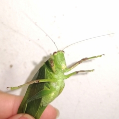 Steirodon bilobatum