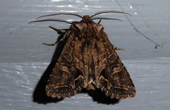 Ichneutica skelloni