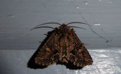 Ichneutica skelloni