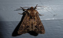 Ichneutica skelloni