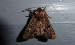 Ichneutica skelloni