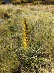 Aciphylla colensoi