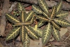 Aphelandra goodspeedii