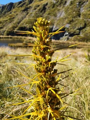 Aciphylla colensoi