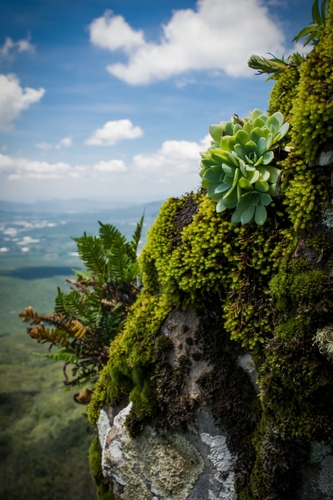 hen-and-chickens echeveria