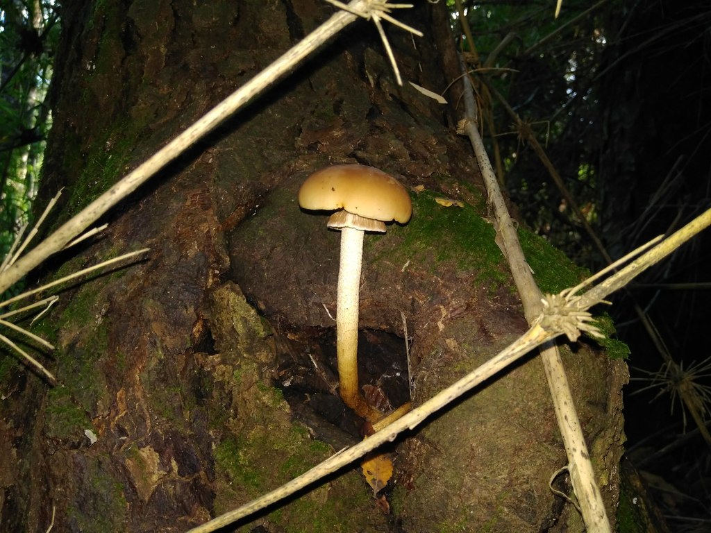 Agrocybe praecox · April 2018 · photo: © cristianriquelme (iNaturalist, cc-by)