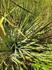 Aciphylla colensoi