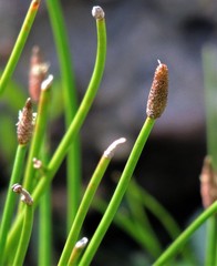 Eleocharis elegans