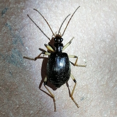 Brachininae
