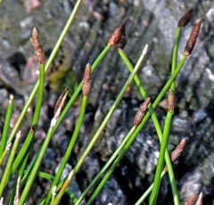 Eleocharis elegans