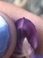 Lupinus albifrons collinus