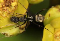 Camponotus cinctellus