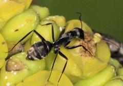 Camponotus cinctellus