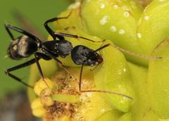 Camponotus cinctellus