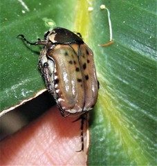 Elaphinis irrorata
