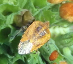 Agonoscelis venosa