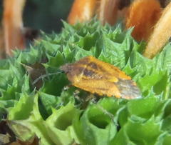 Agonoscelis venosa