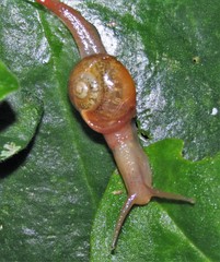 Kerkophorus