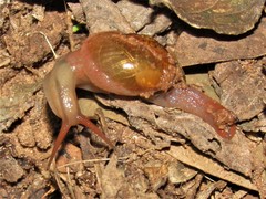 Kerkophorus