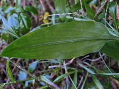 Aneilema aequinoctiale