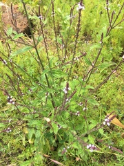 Verbena carolina