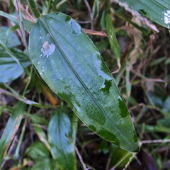 Aneilema aequinoctiale