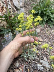 Eriogonum brevicaule