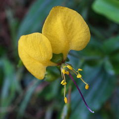Aneilema aequinoctiale