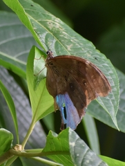 Morpho menelaus amathonte