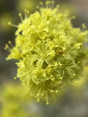 Eriogonum brevicaule