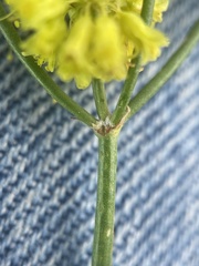 Eriogonum brevicaule