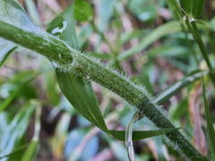 Aneilema aequinoctiale