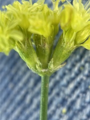 Eriogonum brevicaule