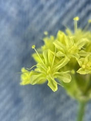 Eriogonum brevicaule