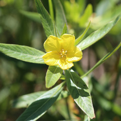 Ludwigia hexapetala