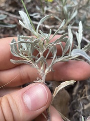 Eriogonum brevicaule