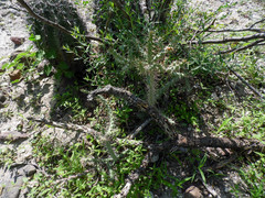 Cylindropuntia waltoniorum